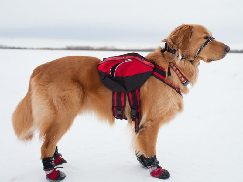 A GUIDE TO BUYING THE BEST DOG APPAREL FOR ICY WINTERS