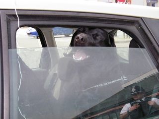 20 reports of dogs left in hot cars in Wiltshire and Hampshire