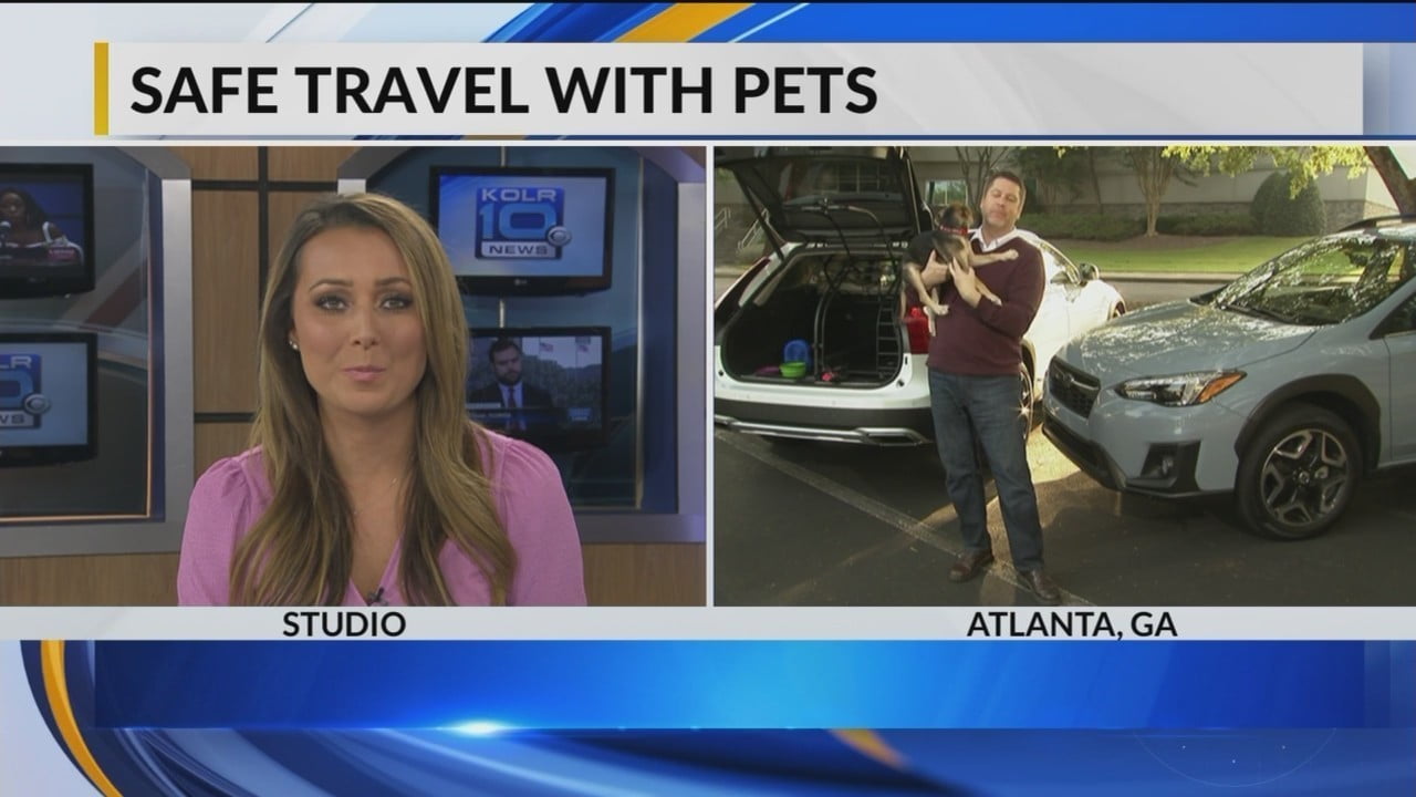How to Keep Pets Safe and Comfortable In the Car