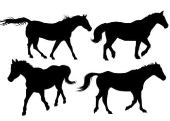 The Benefits of Elevating Vitamin E in a Horse’s Diet: Improved Health and Performance